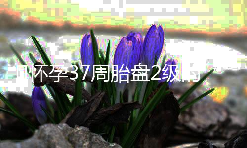 怀孕37周胎盘2级的简介