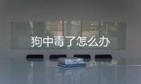 狗中毒了怎么办