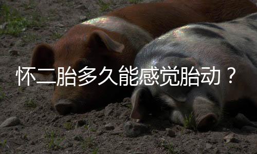 怀二胎多久能感觉胎动?