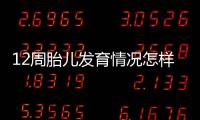 12周胎儿发育情况怎样